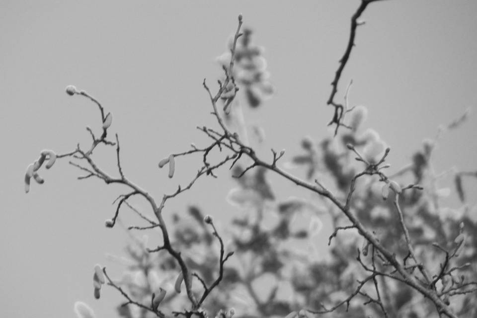 Branches