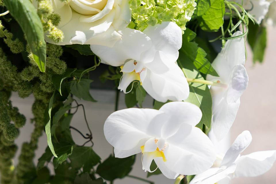 Orchids