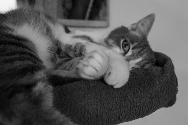 SAPAD Douai. Adoption