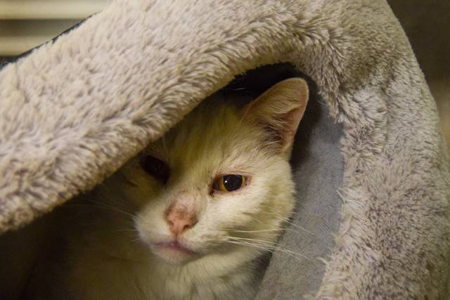 SAPAD Douai. Adoption