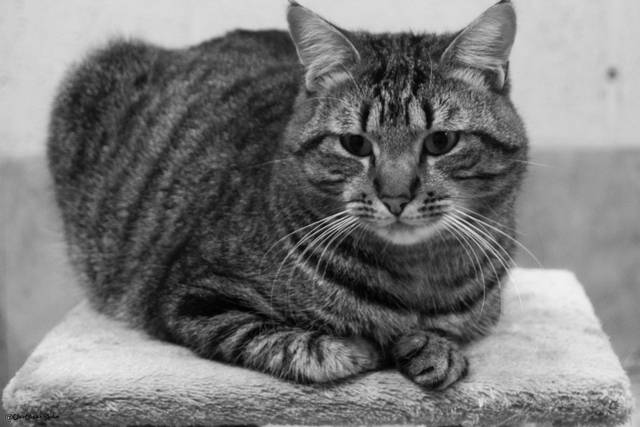 SAPAD Douai. Adoption