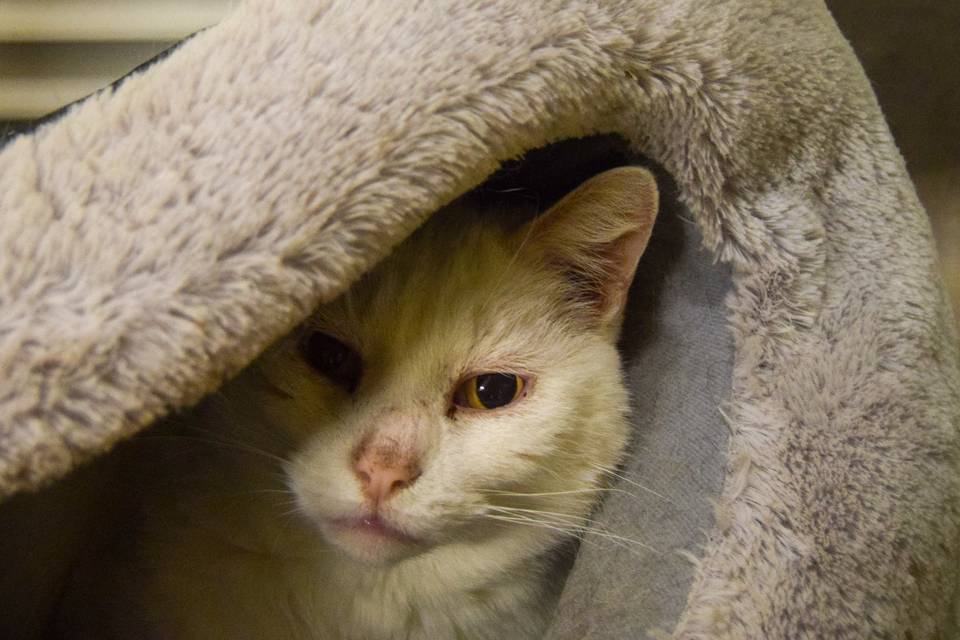 SAPAD Douai. Adoption