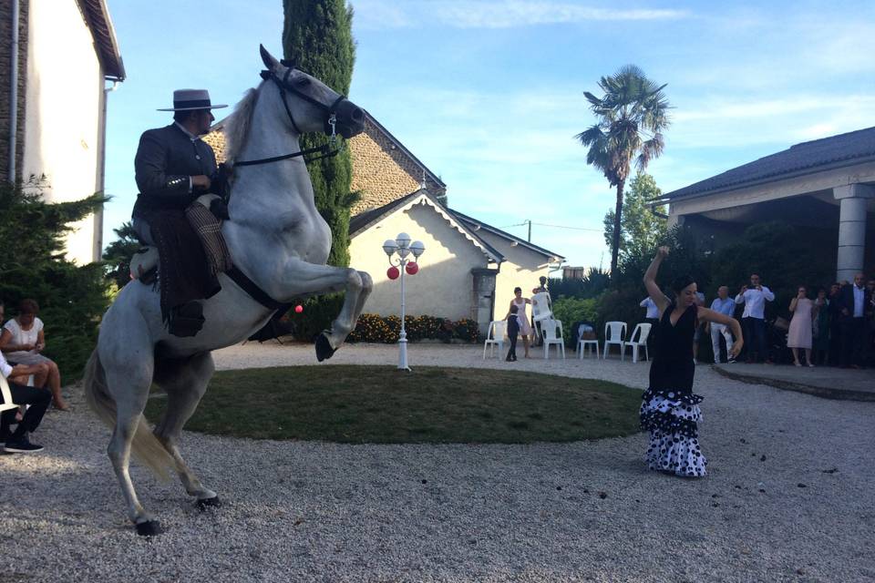 Spectacle équestre