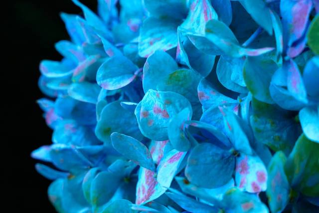 Blue Ortensia