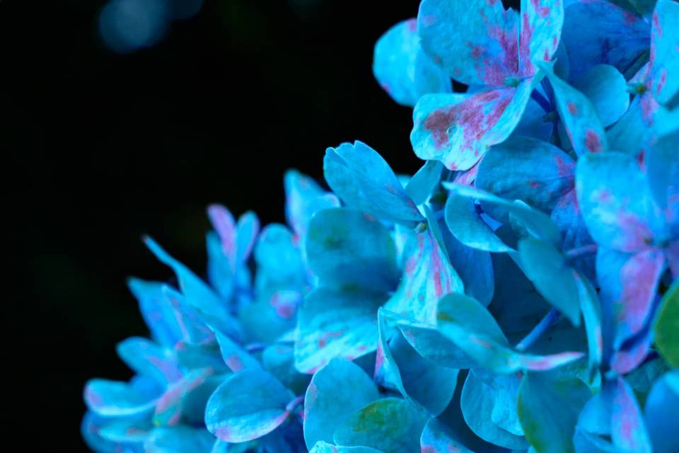 Blue Ortensia