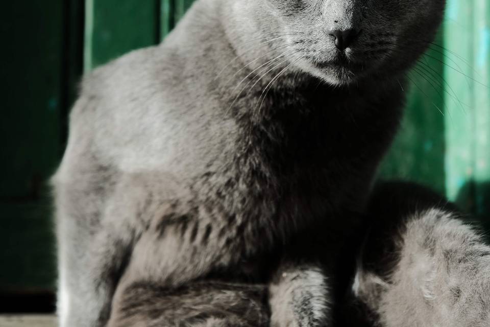 Chat Essaouira