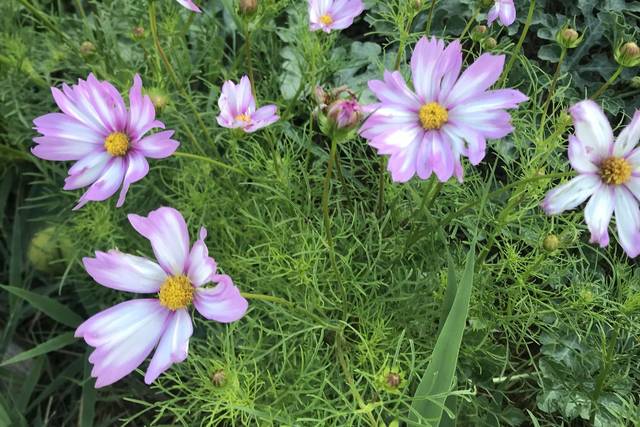 Cosmos