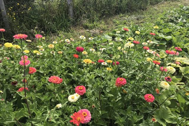 Zinnia