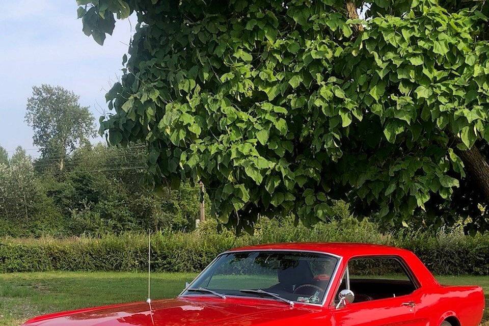 1966 11