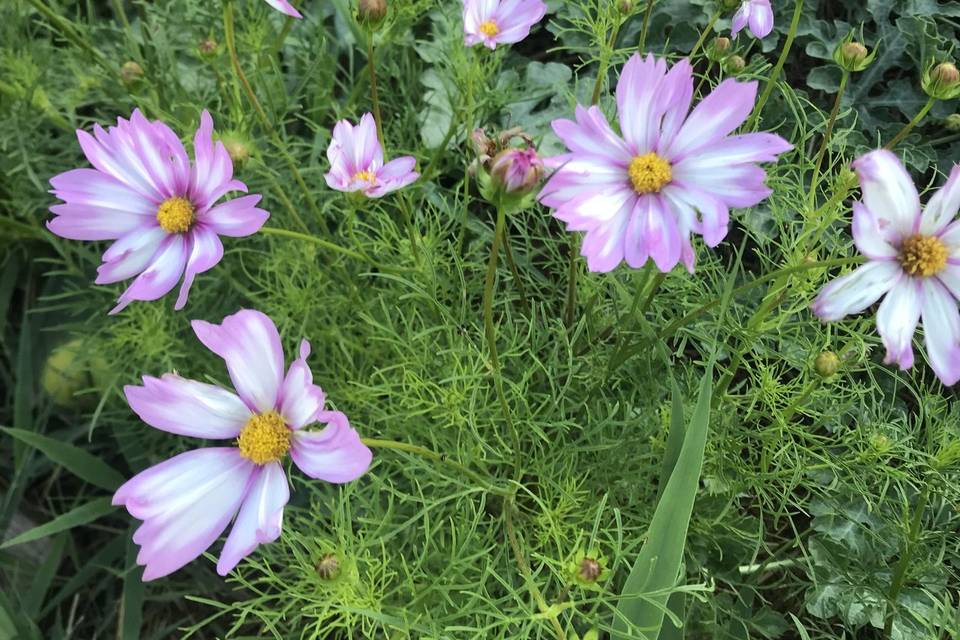 Cosmos
