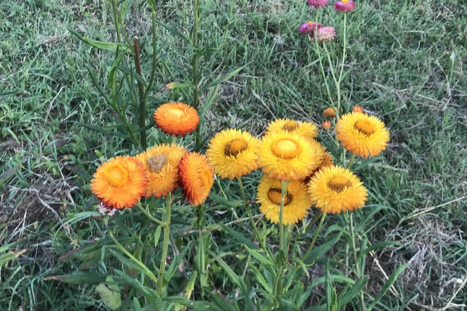 Immortelle
