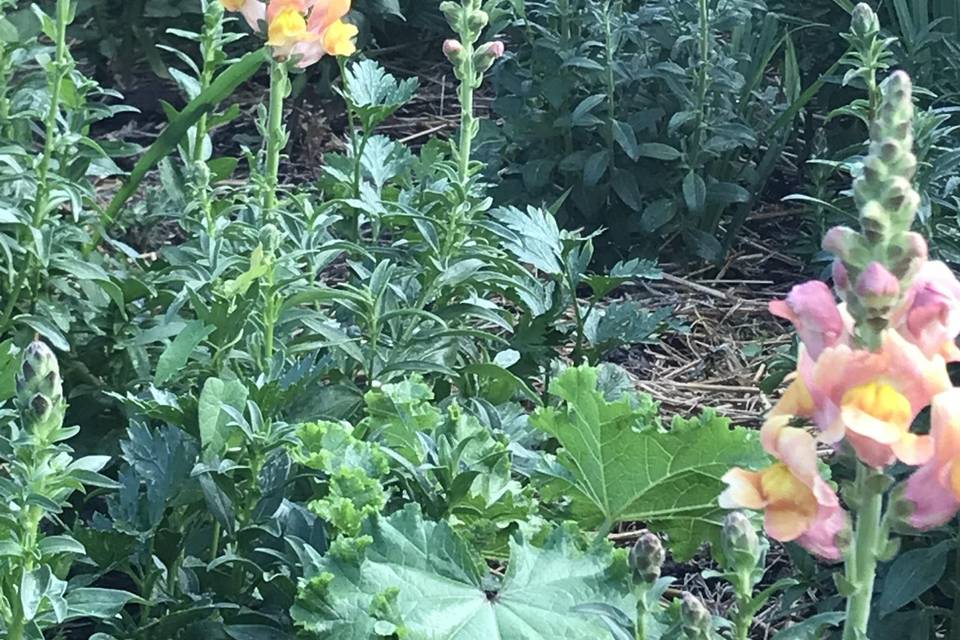 Dahlia