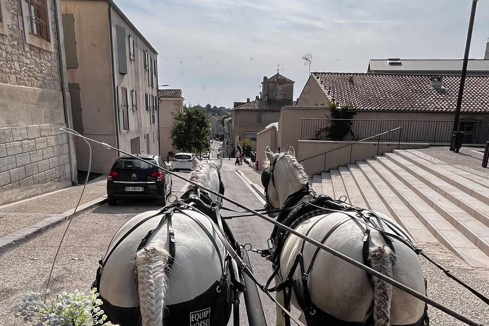 Chevau Camargue