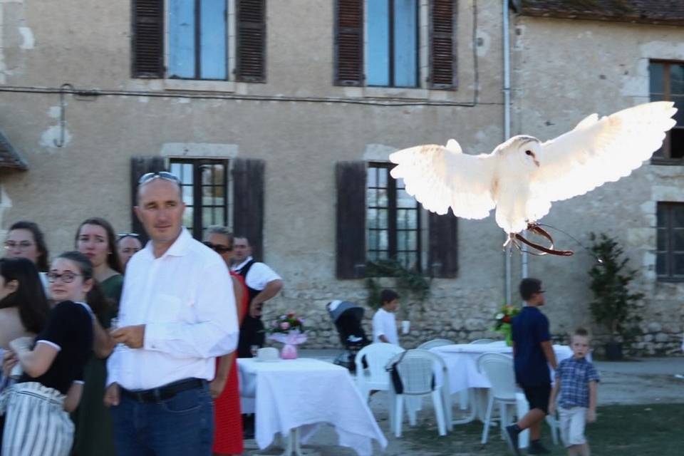 Fauconnerie Evenementielle