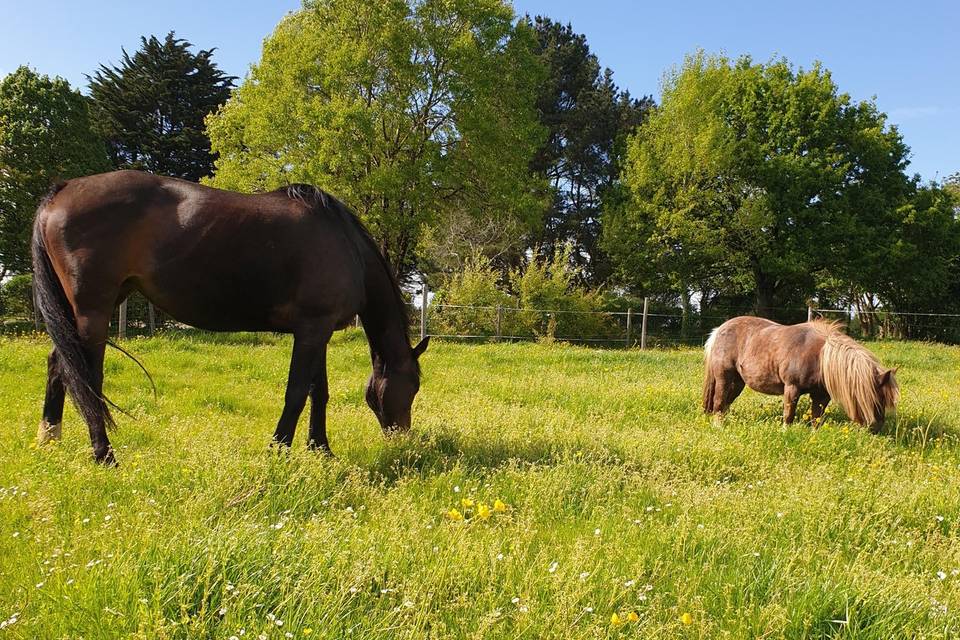 Reine et Fleur