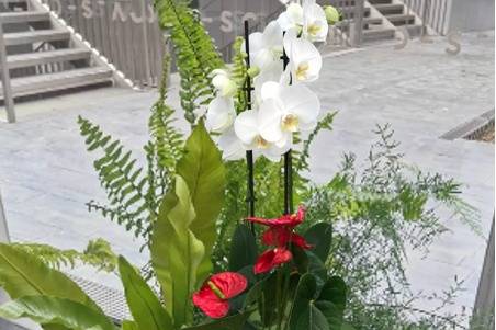 Tropifolia