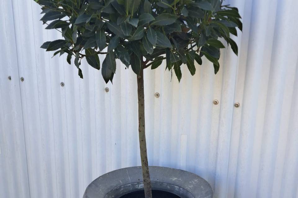 Tropifolia