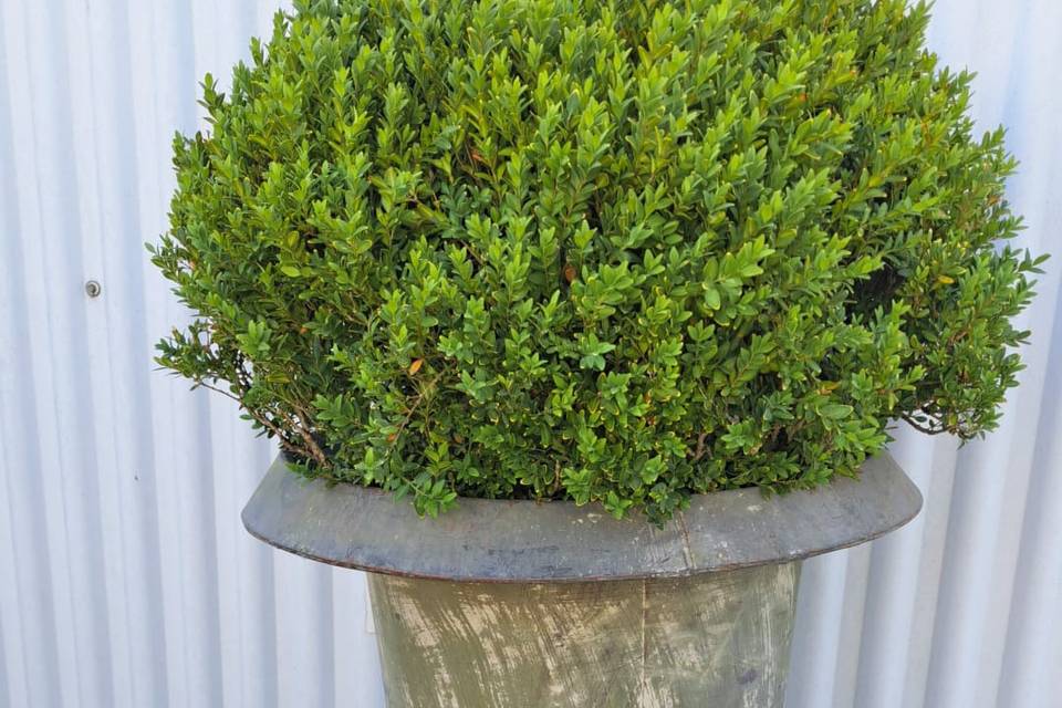 Tropifolia