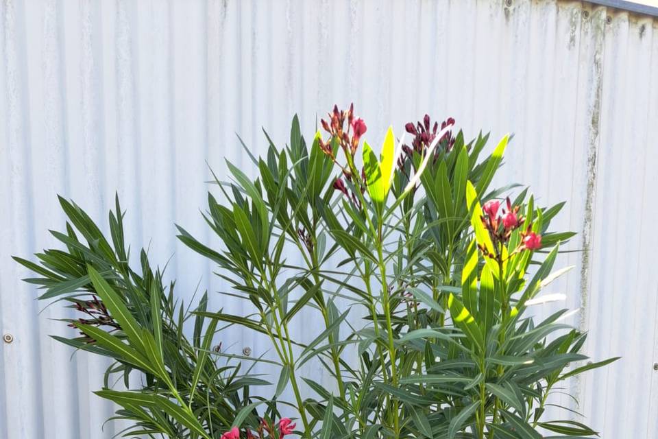 Tropifolia