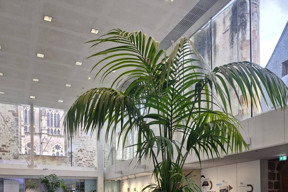 Tropifolia