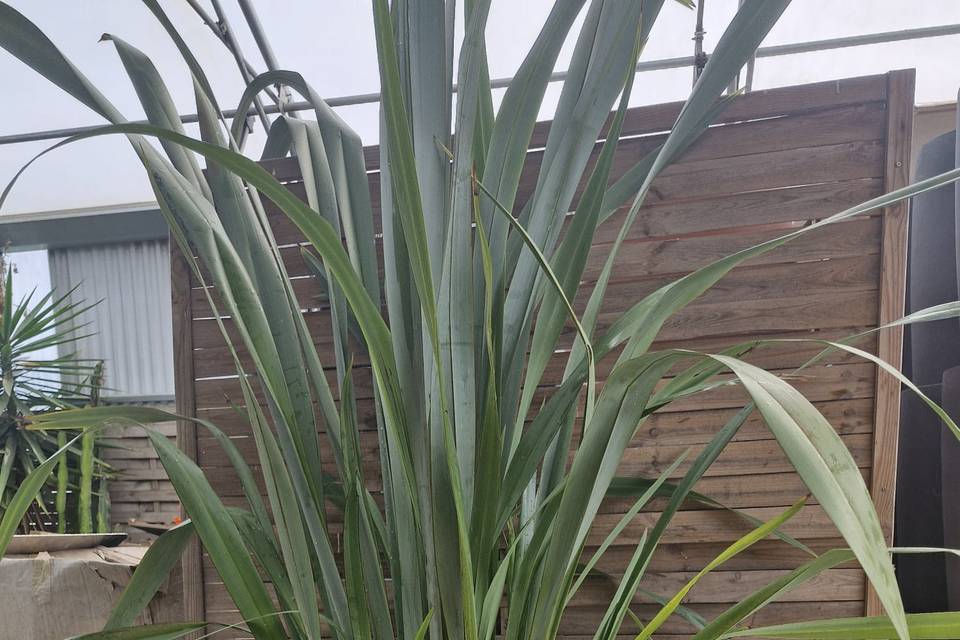 Tropifolia