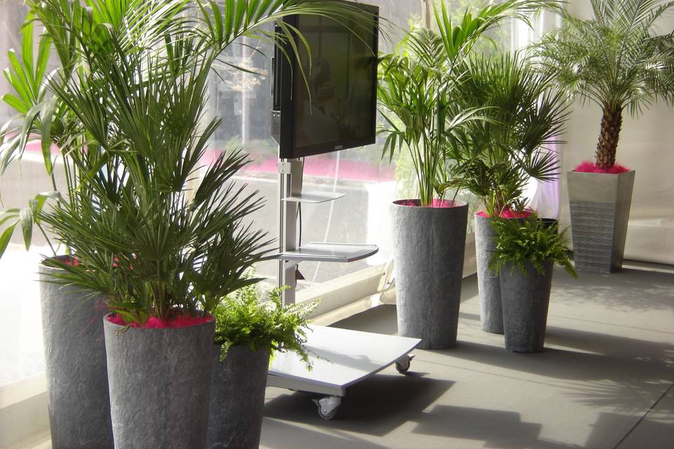 Tropifolia
