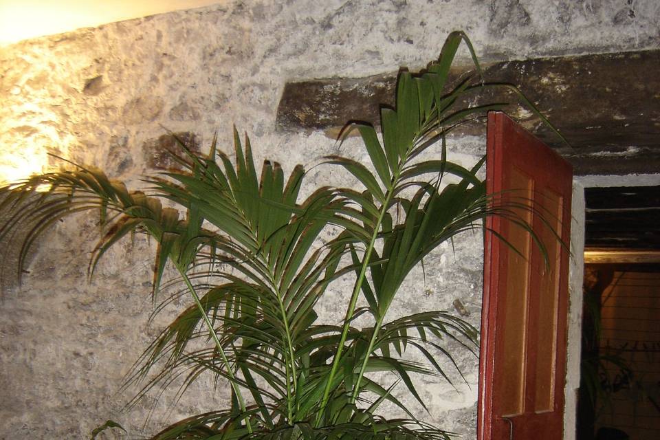 Tropifolia