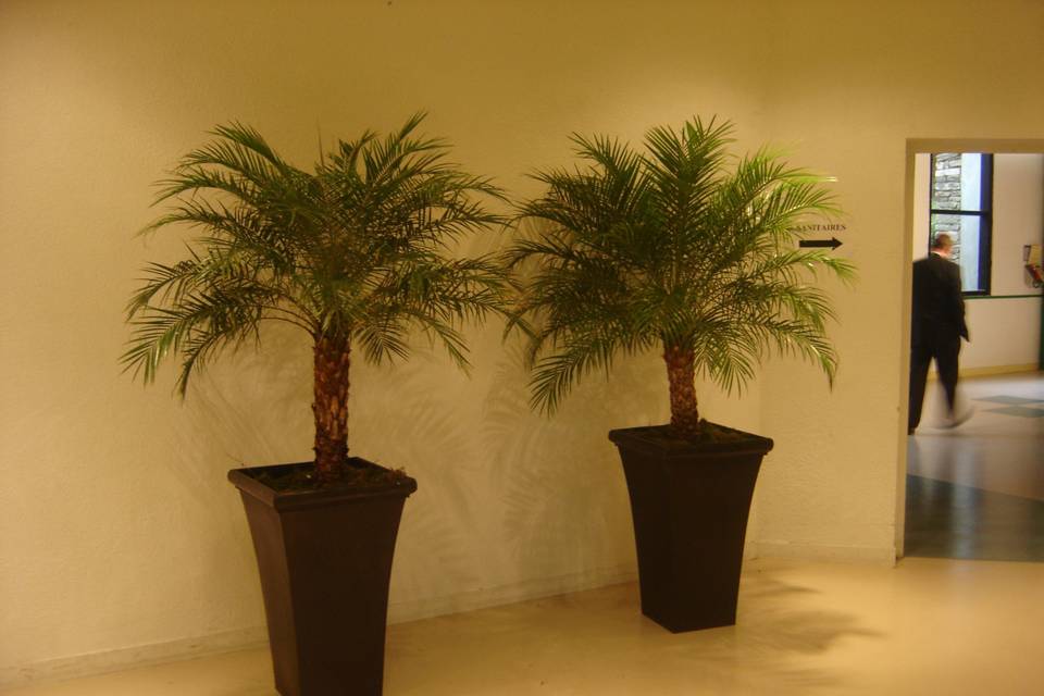 Tropifolia