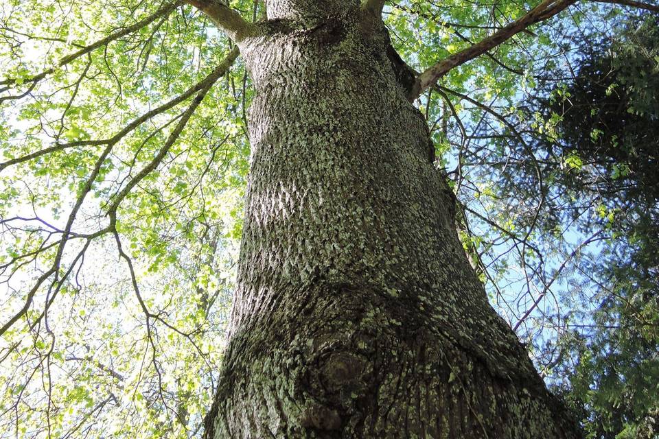 Le Parc, arbres centenaires