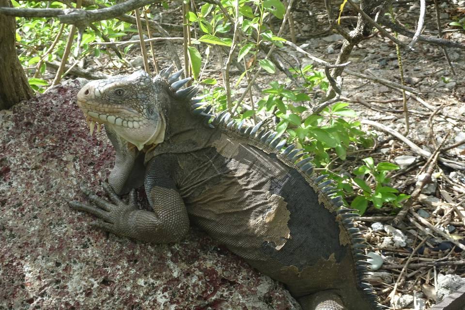 Iguane à Petite Terre