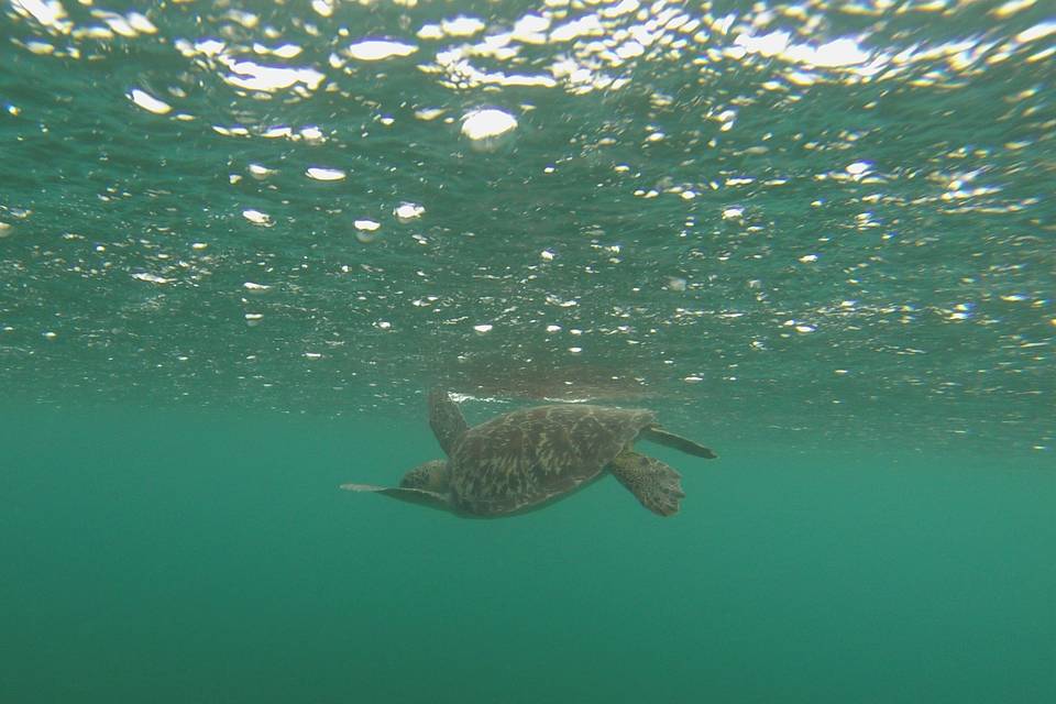 Tortue Réserve Cousteau