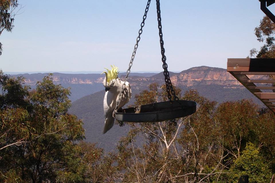 Cacatoès aux Blue Mountains