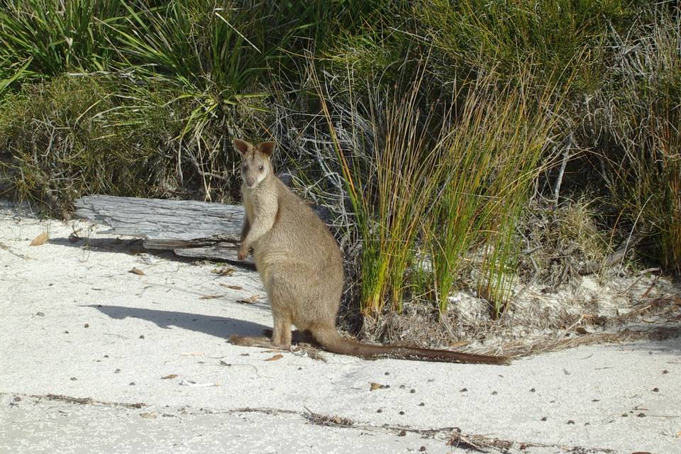 Wallabi à Jervis Bay