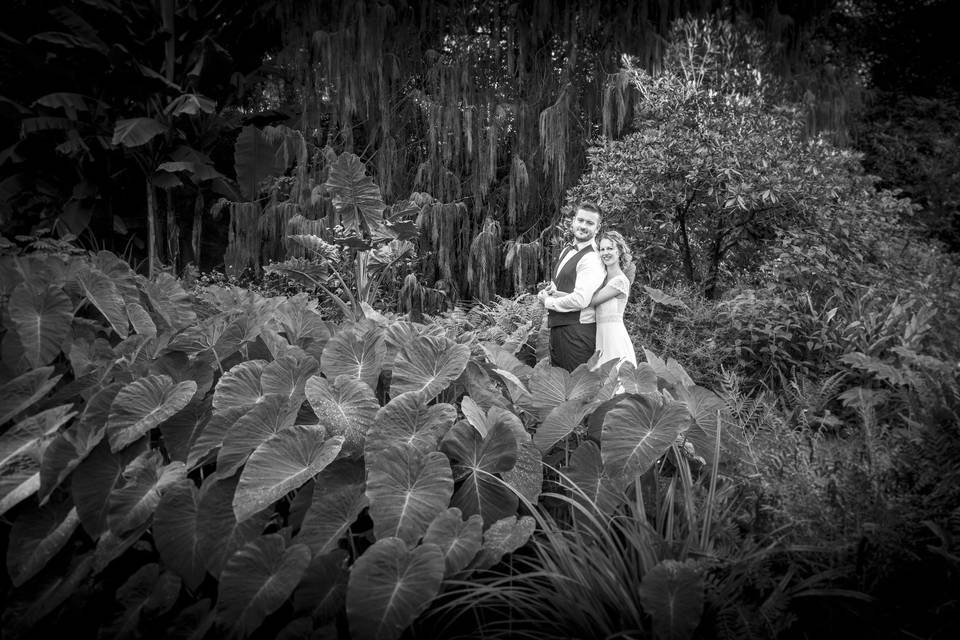 Jardin, plantes noir et blanc