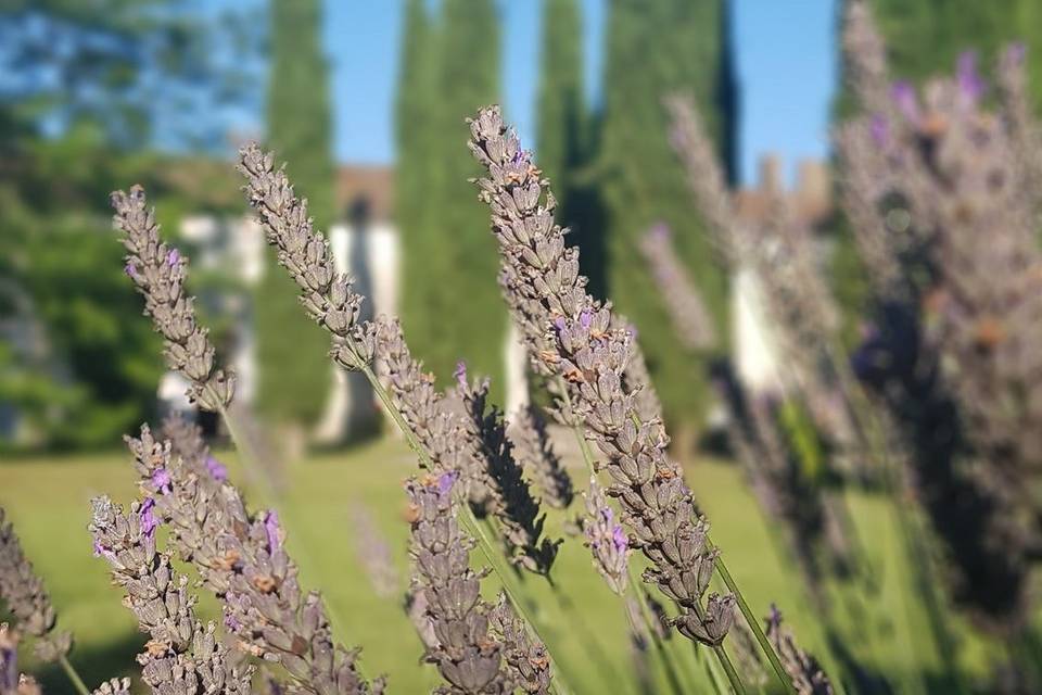 Fleurs jardin