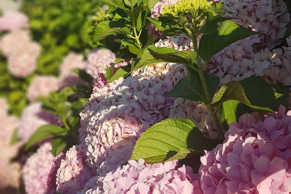 Fleurs jardin