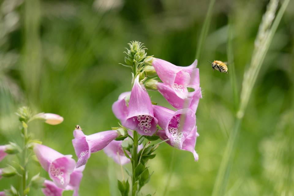 Fleur