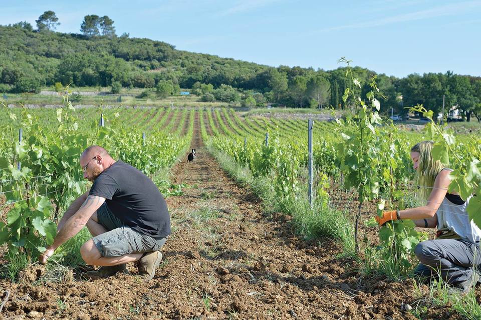 Les vignes