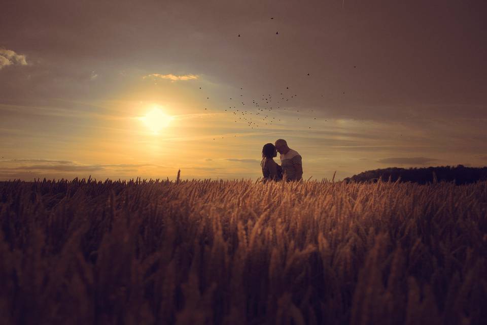 Contre jour couple oiseau