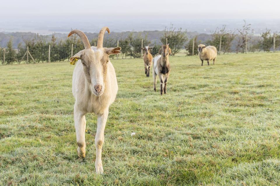 Animaux dans le domaine