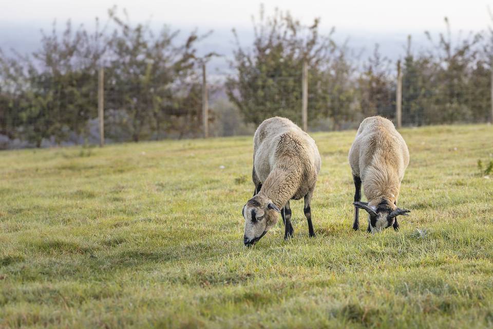 Animaux dans le domaine