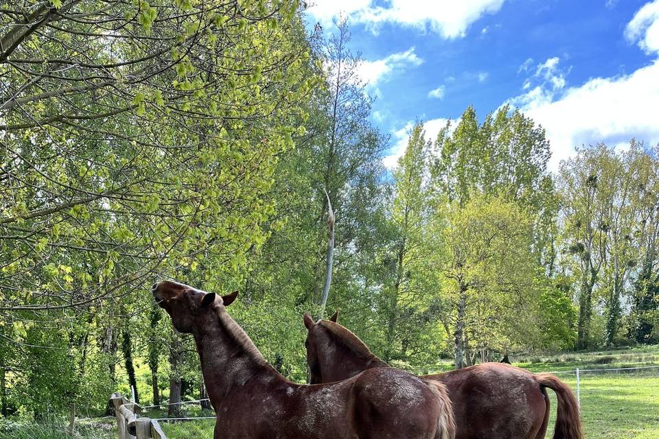 Chevaux
