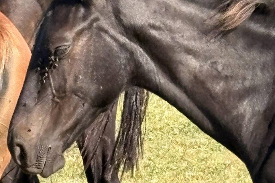 Chevaux