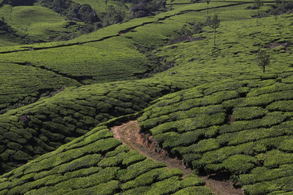 Plantations de thé en Inde