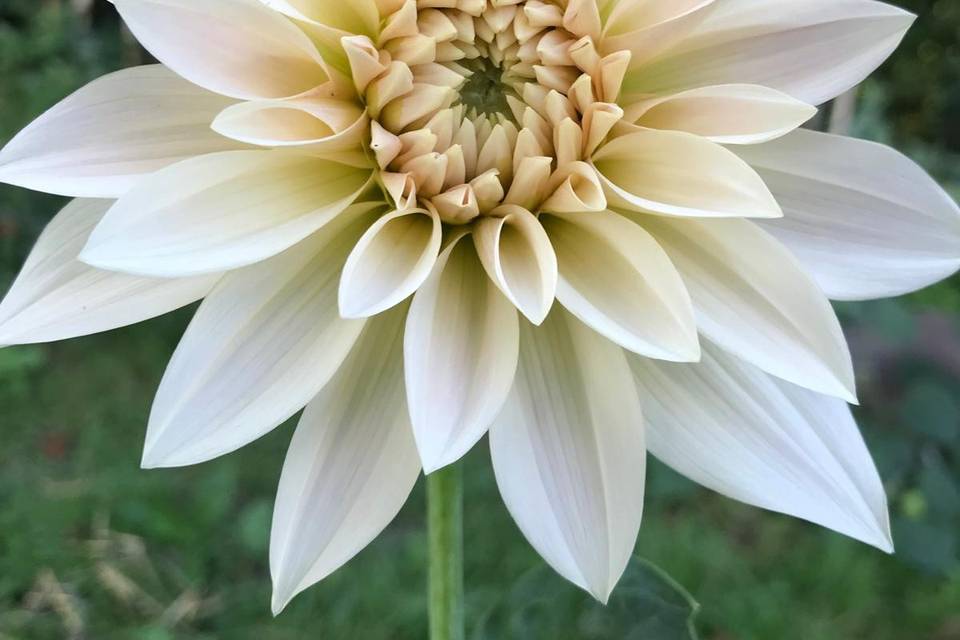 Dahlia Café au lait