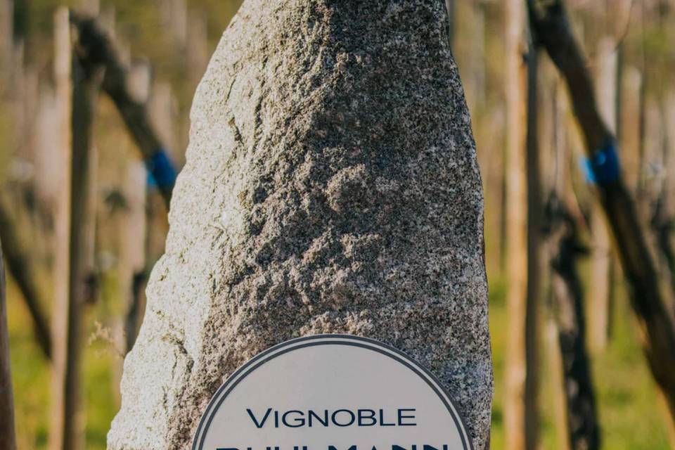 Dans les vignes