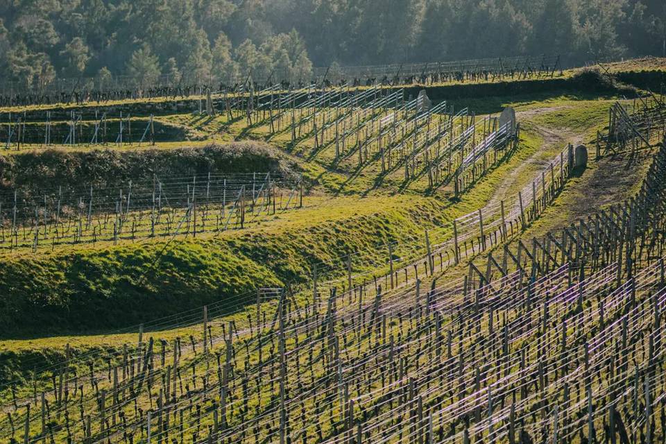 Le vignoble