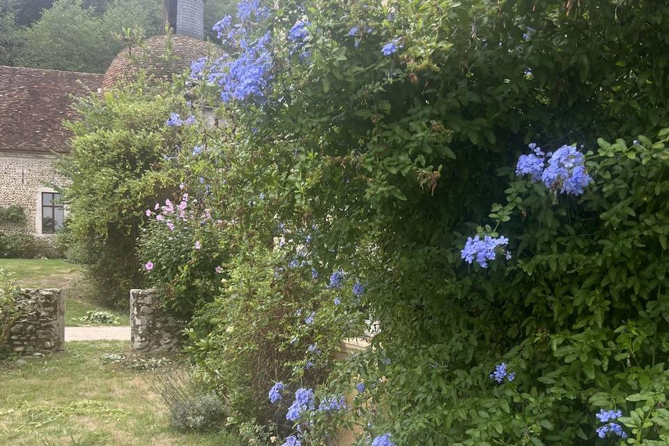Plumbago