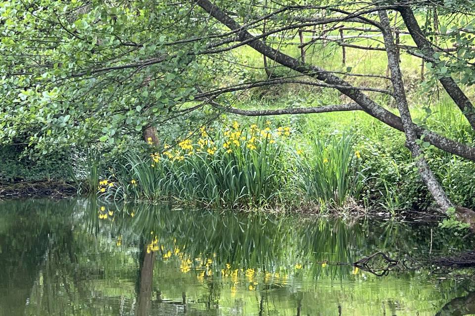 Etang du domaine