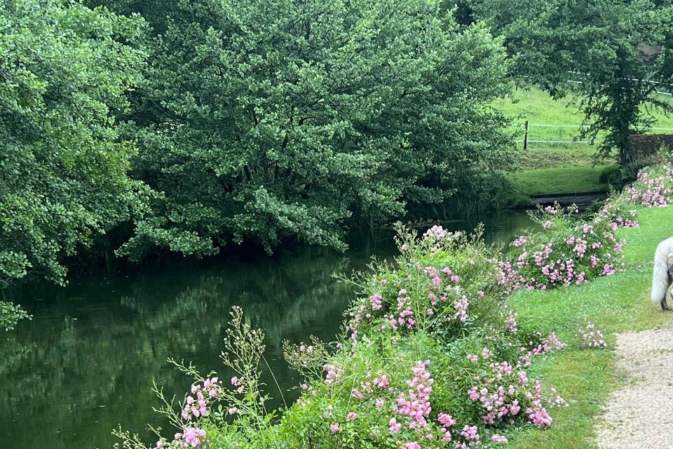 Etang en fleurs